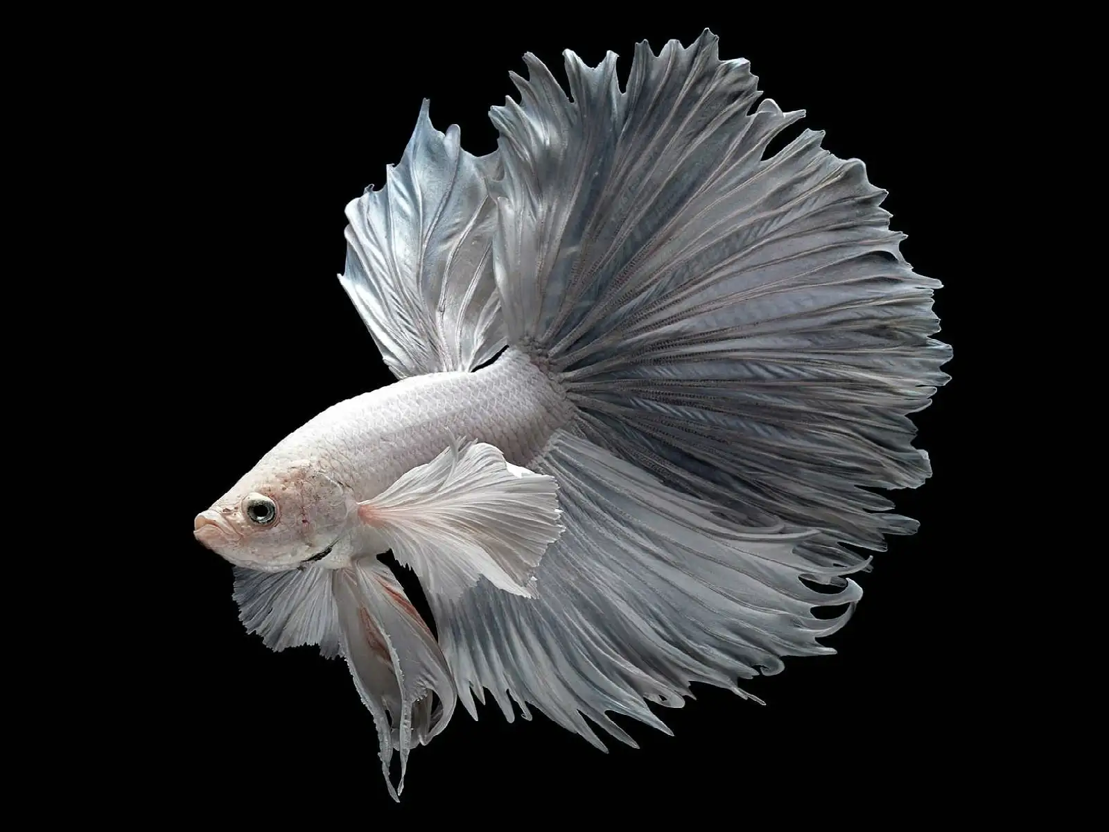 BETTA NAMEN Banner